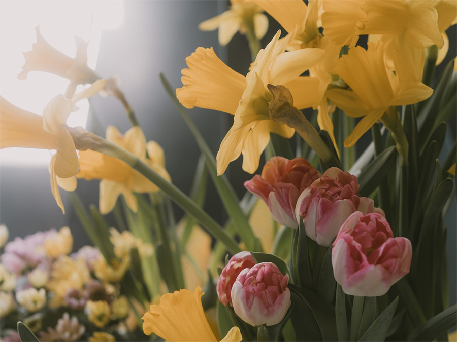 Yellow and pink flowers